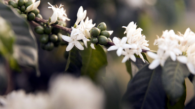 flowering