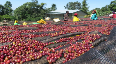 processingthecherries